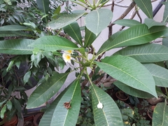 Plumeria