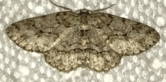 Melanolophiini
