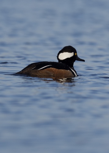 Hooded Merganser