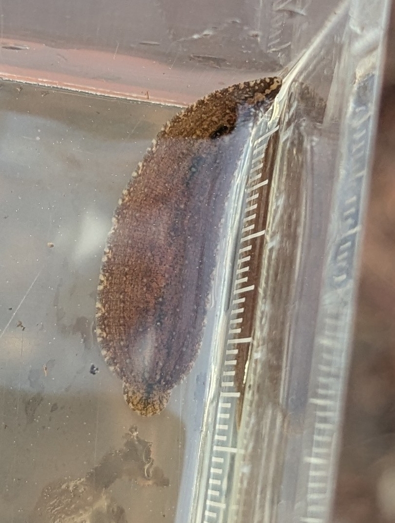 Placobdella siddalli