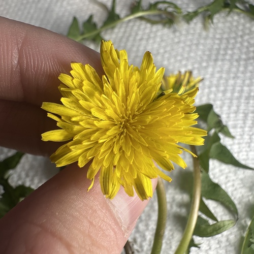 dull-leaved dandelion (Taraxacum undulatiflorum)