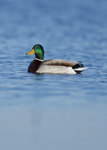 Mallard