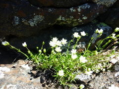 Sabulina uralensis