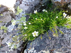 Sabulina uralensis