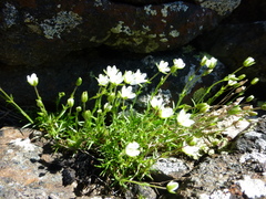 Sabulina uralensis