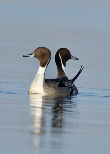 Northern Pintail