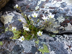 Sabulina uralensis