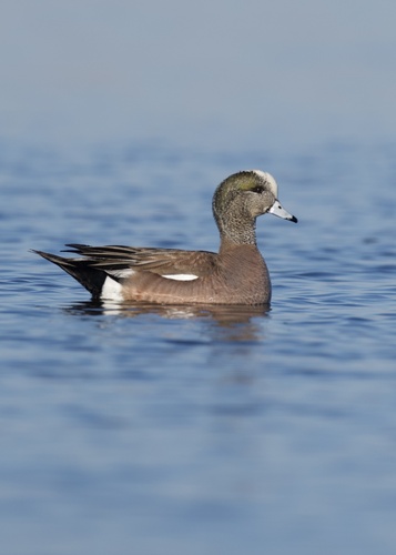 American Wigeon