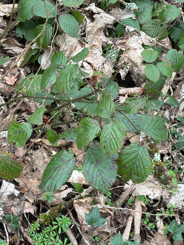 Rubus fruticosus, photograph 4