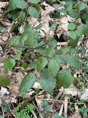Rubus fruticosus, photograph Jose Gutierrez Higa, CC BY, iNaturalist via GBIF