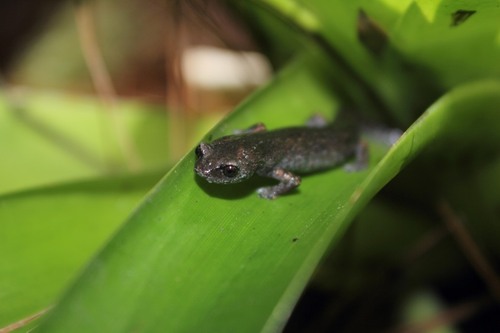 Chunky False Brook Salamander, Aquiloeurycea cephalica
