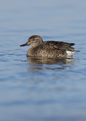 Green-winged Teal