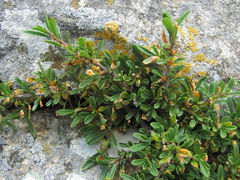 Puccinia coronata