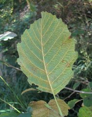 Melampsoridium betulinum