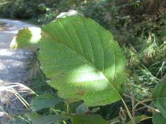Melampsoridium betulinum