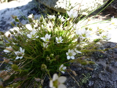 Sabulina uralensis