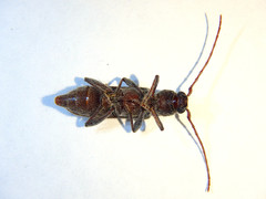 Phacodes