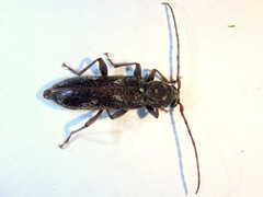 Phacodes