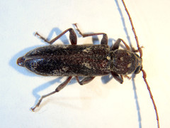 Phacodes