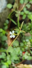 Cardamine dolichostyla