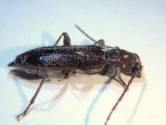 Phacodes