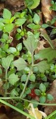 Cardamine dolichostyla