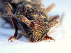 Phacodes