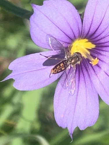 Unknown species found near Vallejo, CA, US