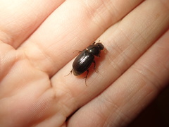 Acrossidius tasmaniae