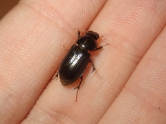 Acrossidius tasmaniae