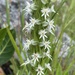 Death Orchid - Photo (c) Linda Loffler, some rights reserved (CC BY-NC), uploaded by Linda Loffler
