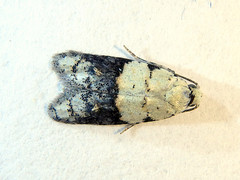 Tracholena sulfurosa