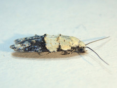 Tracholena sulfurosa