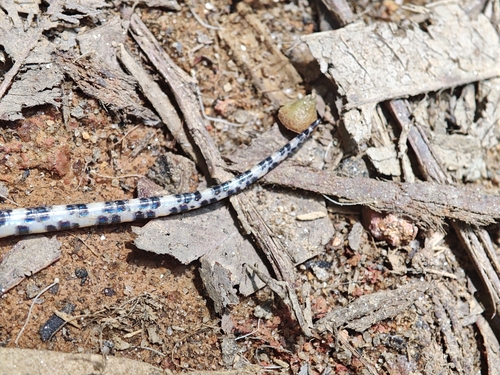 Duméril's False Coral Snake