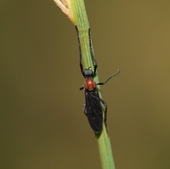Plecia dimidiata