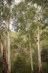 Eucalyptus cypellocarpa