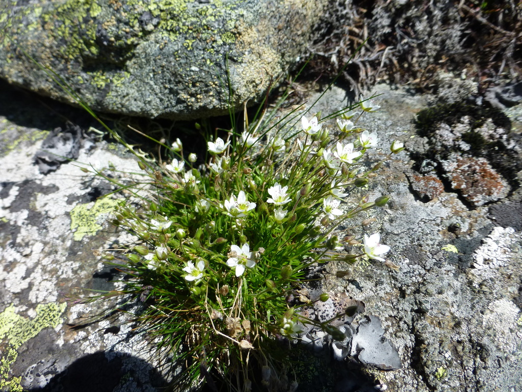 Sabulina uralensis