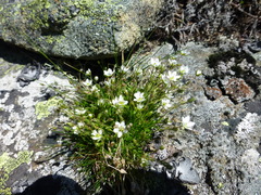 Sabulina uralensis