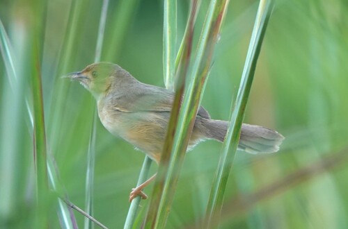 iNaturalist image