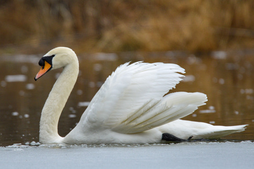Mute swan