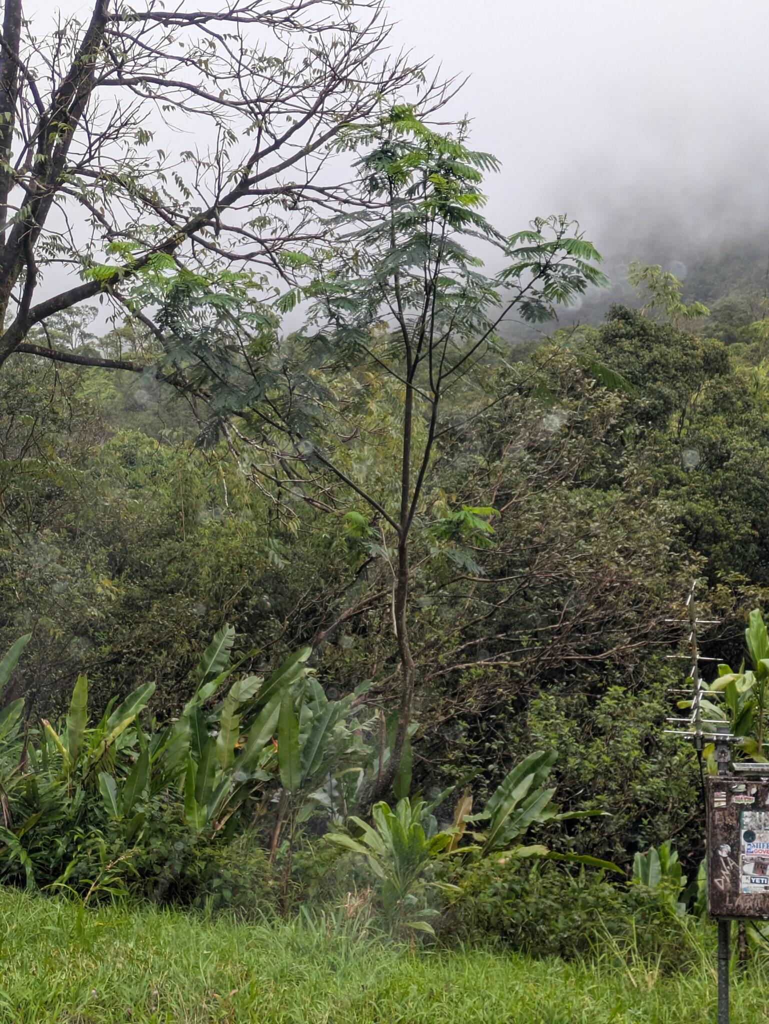 Albizia Falcata (Falcataria falcata)