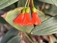 Bomarea distichifolia, photograph (c) Francisco Sánchez Karste, some rights reserved (CC BY)