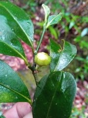 Suregada