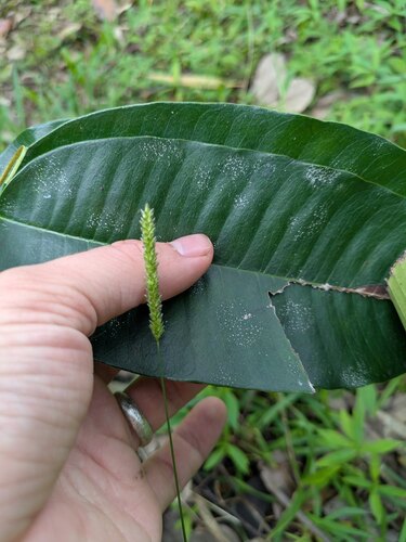 Sacciolepis indica observed 2026-03-04
