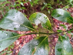 Suregada