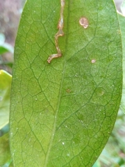 Suregada
