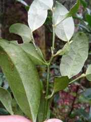 Suregada