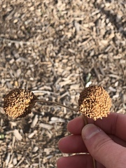Rudbeckia occidentalis