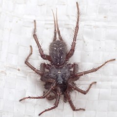 Thelechoris striatipes