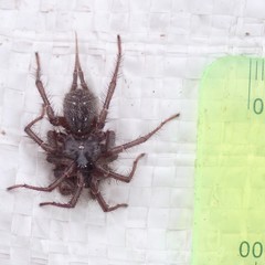 Thelechoris striatipes